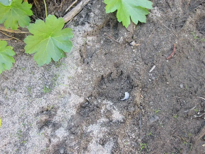 Gray Rock Campground Picture 4