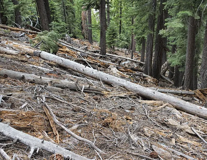 Indian Creek Campground Markleeville CA Picture 2