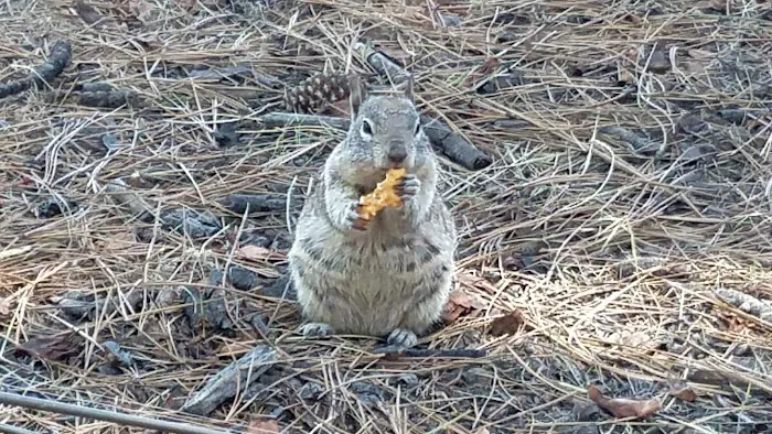 Indian Creek Campground Markleeville CA Picture 4