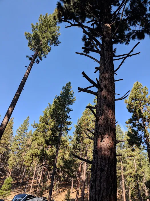 Indian Creek Campground Markleeville CA Picture 9