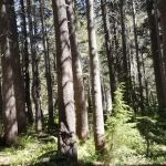 Upper Blue Lake Dam Site Campground