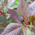 Oakwood Terrace Manufactured Home Community