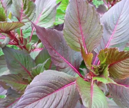 Oakwood Terrace Manufactured Home Community