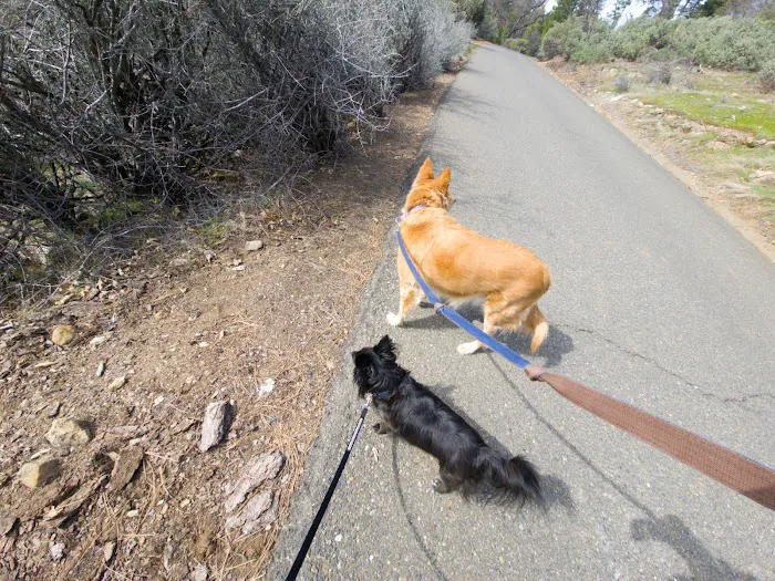 Pinecone Area Picture 9