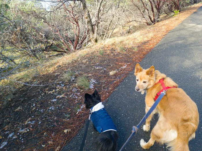 Pinecone Area Picture 8