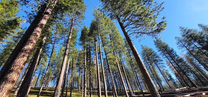 Pinecone Area Picture 3