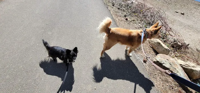 Pinecone Area Picture 2