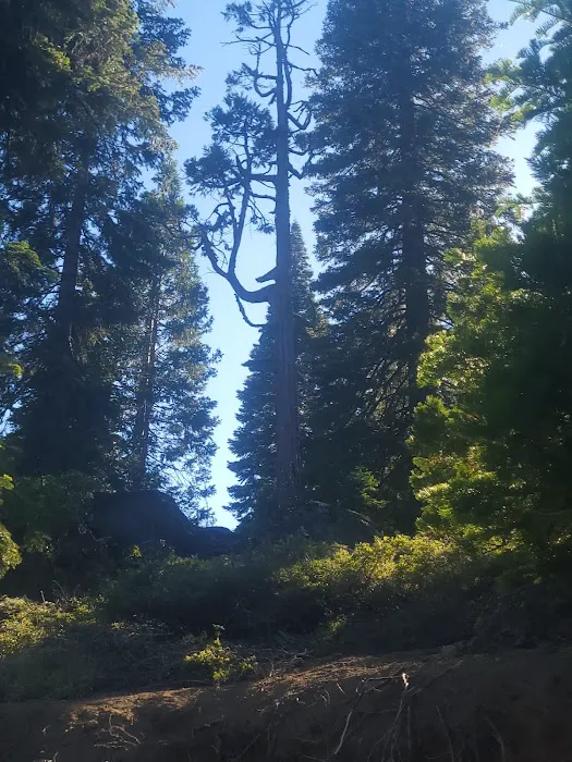 Strawberry Point Campground Picture 5