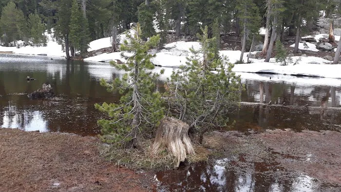 Mosquito Lakes Campground Picture 2