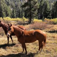 Pacific Valley Campground ico