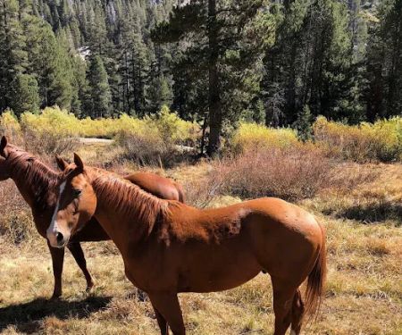 Pacific Valley Campground