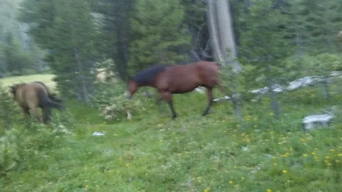 Pacific Valley Campground Picture 7