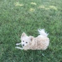 Cole Creek Campground ico