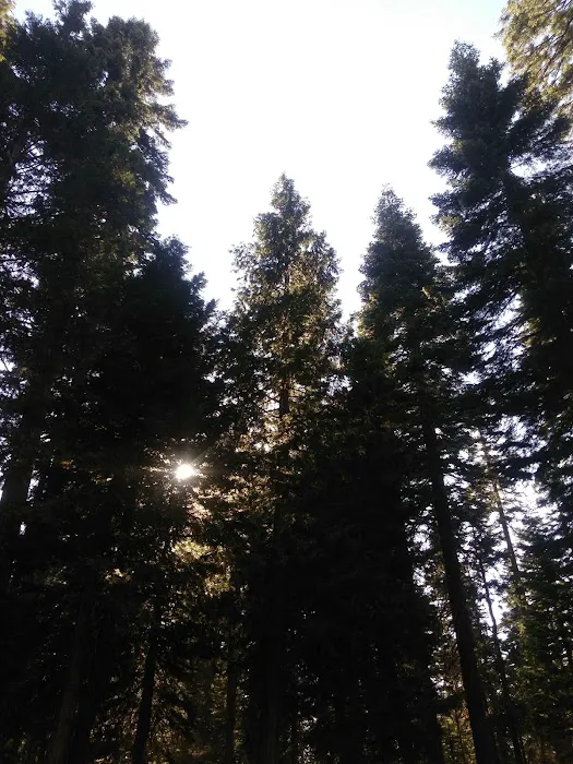 Bear Group Campground Picture 10