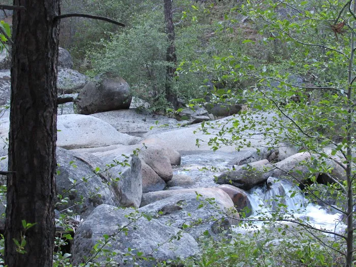 White Azalea Campground Picture 1