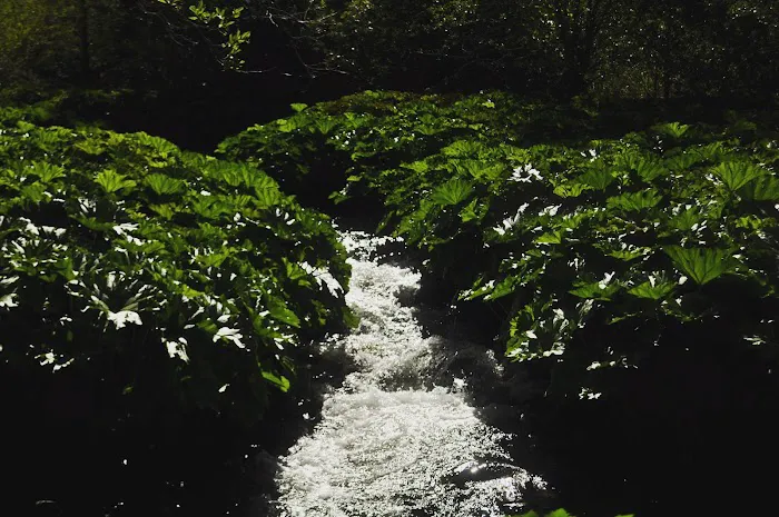 White Azalea Campground Picture 6