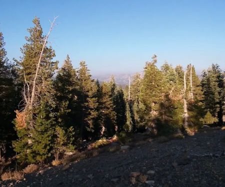 Lodgepole Group Campground