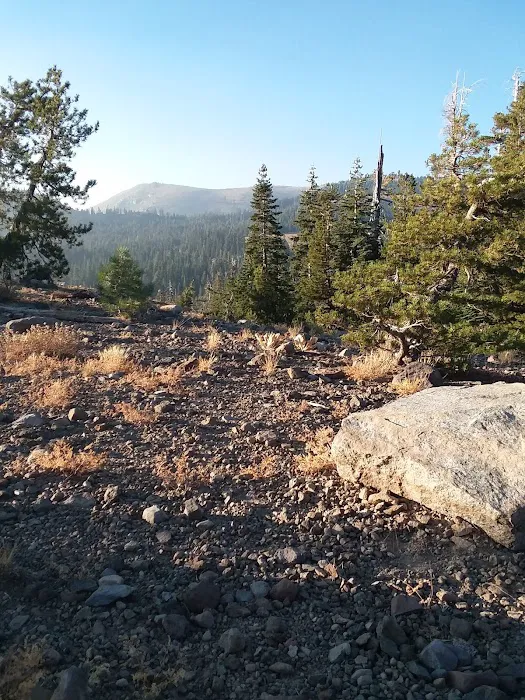 Lodgepole Group Campground Picture 6