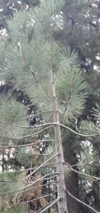 Rocky Point Campground Picture 2