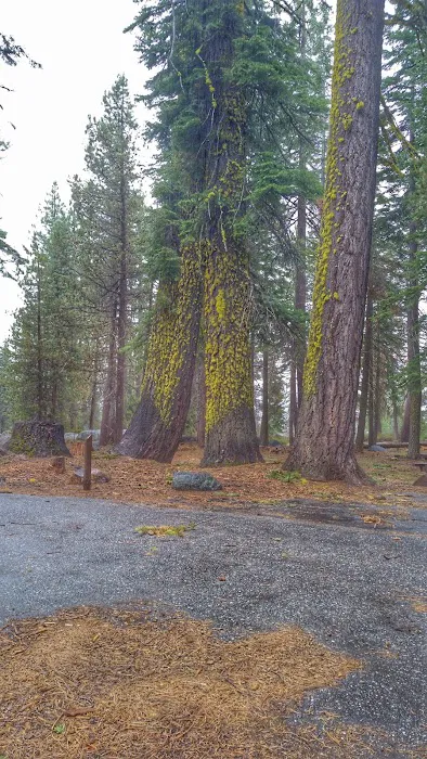 Big Meadow Campground Picture 7