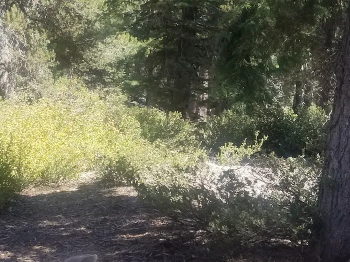 Big Meadow Campground Picture 6
