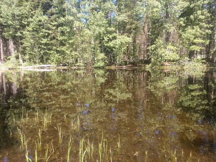 Big Meadow Campground Picture 9