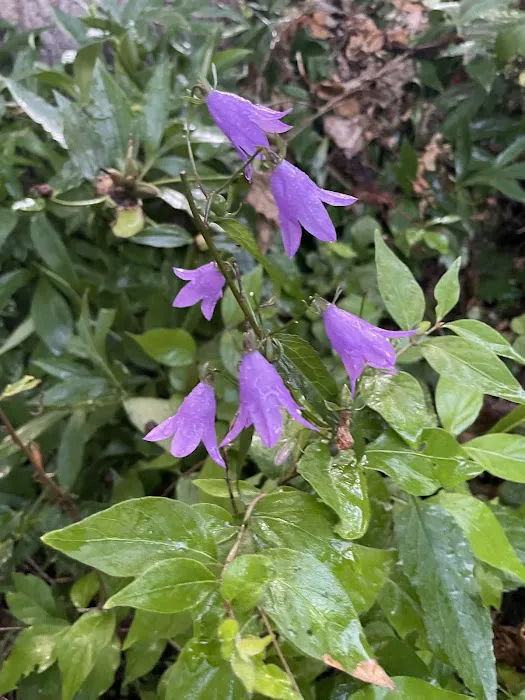 Five Seasons Picture 8