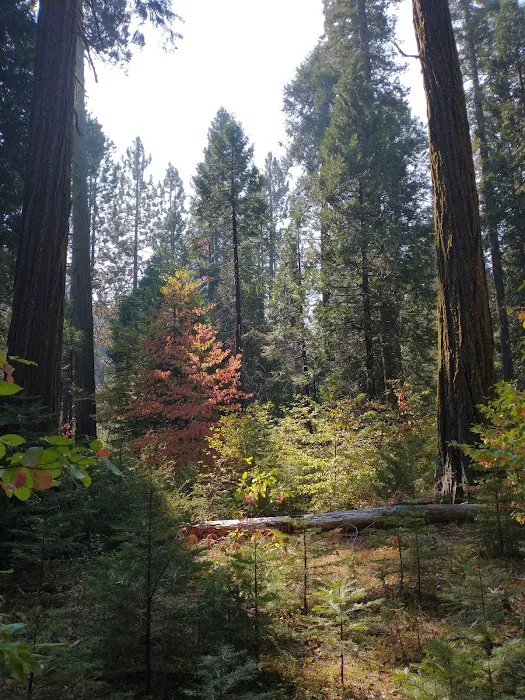 North Grove Campground Picture 5