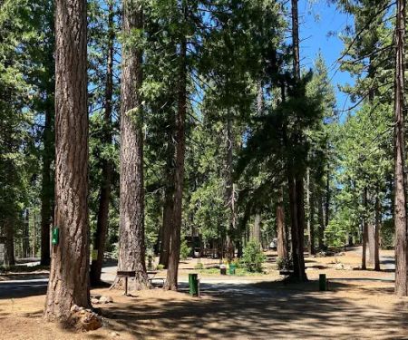 Golden Pines RV Resort and Campground - Arnold, CA