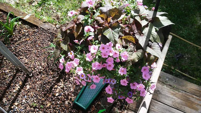 Cedar Village Community Home Picture 3