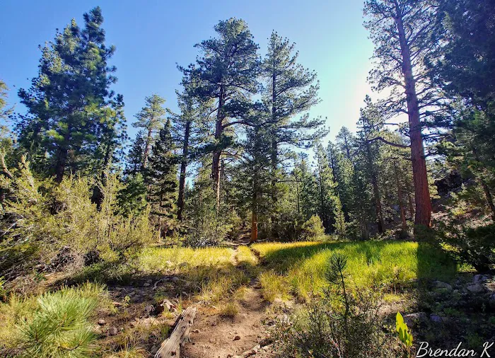 Leavitt Meadows Trailhead and Campground Picture 6