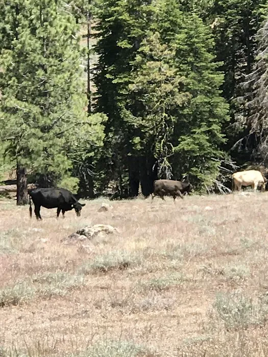 Mill Creek Campground Picture 5