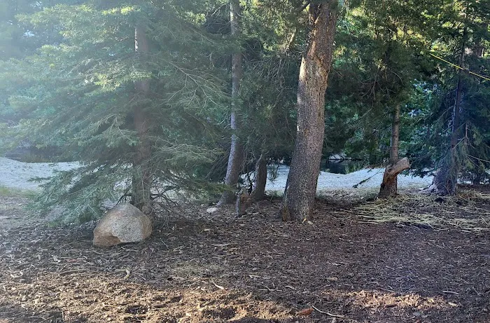 Spicer Meadow Campground Picture 3