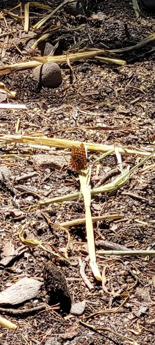 Spicer Meadow Campground Picture 7