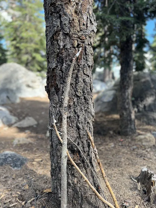 Spicer Meadow Campground Picture 9