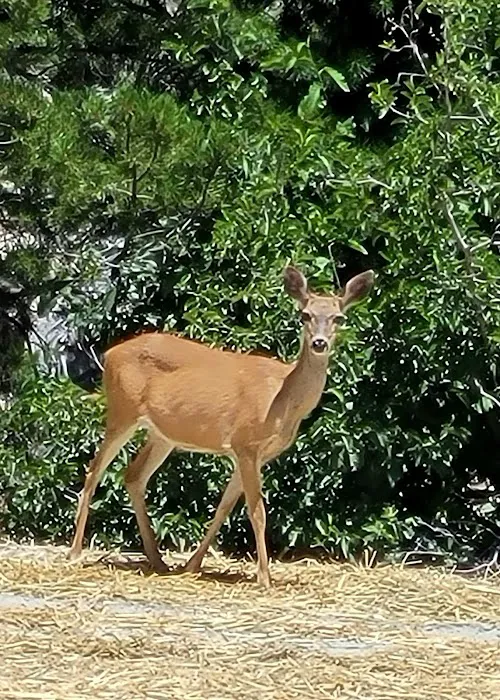 Spicer Meadow Campground Picture 6