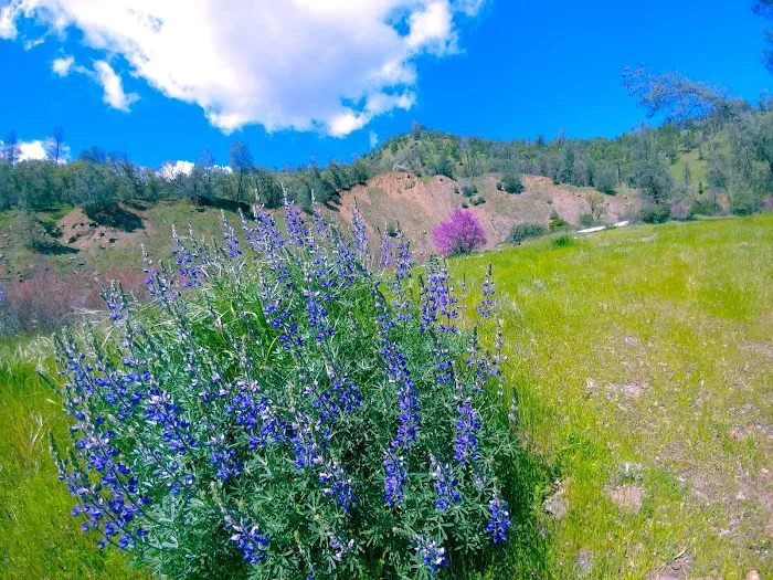 Bear Creek Campground Picture 3