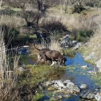 Blue Oak Campground ico