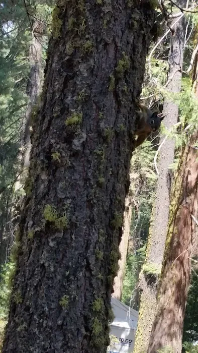 Lair of the Golden Bear - Camp Oski Picture 7