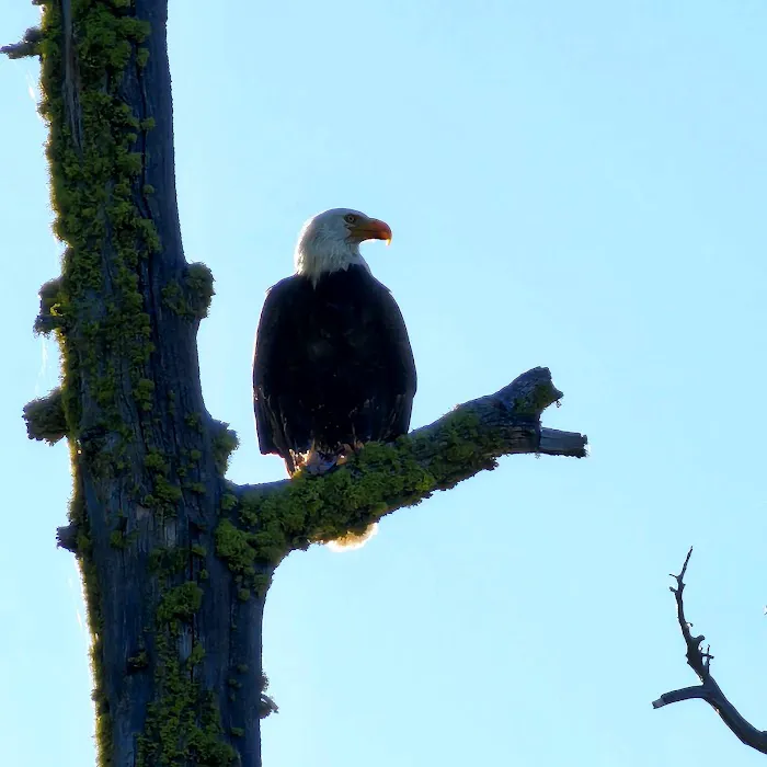 Pinecrest Campground Picture 8