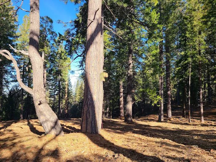 Pinecrest Campground Picture 10