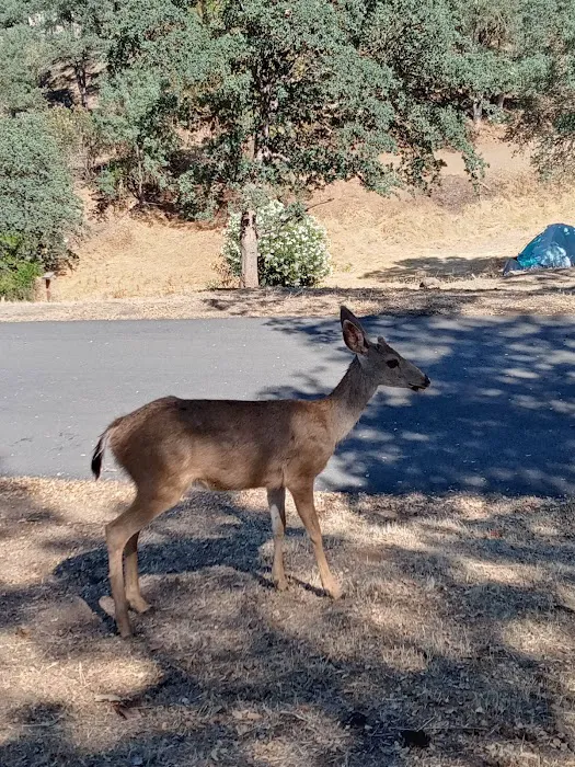 Lake Tulloch RV Campground & Marina Picture 8
