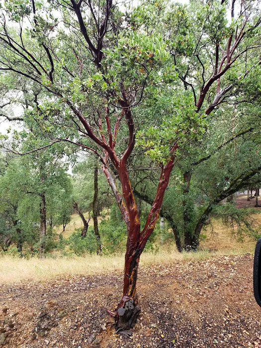 Moccasin Campground - Don Pedro Lake Picture 9