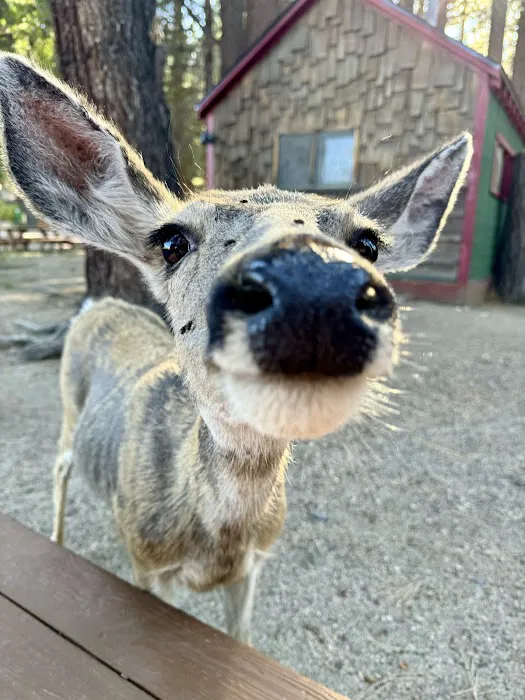 Hunewill's Doc and Al's Resort Picture 4