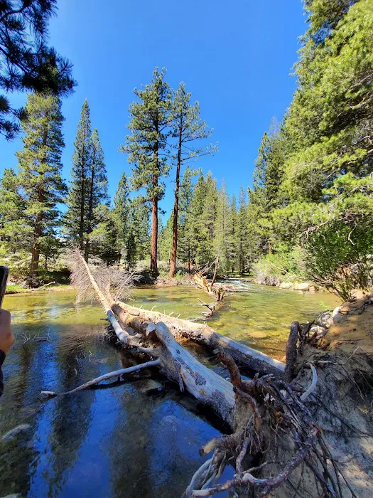 Robinson Creek North Campground Picture 1