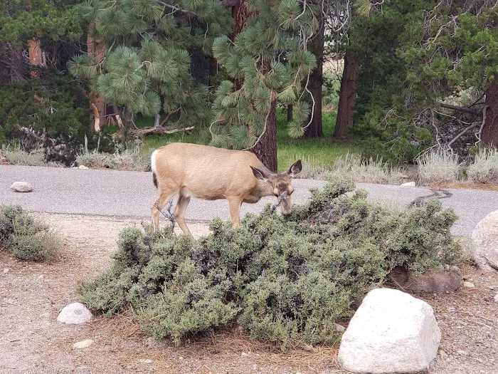 Robinson Creek North Campground Picture 3