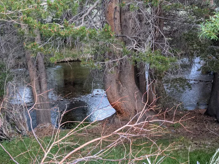 Robinson Creek North Campground Picture 4