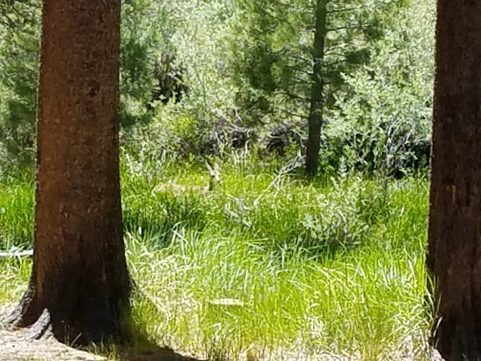 Robinson Creek North Campground Picture 10