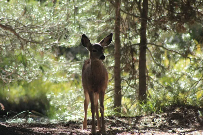 Robinson Creek South Campground Picture 9