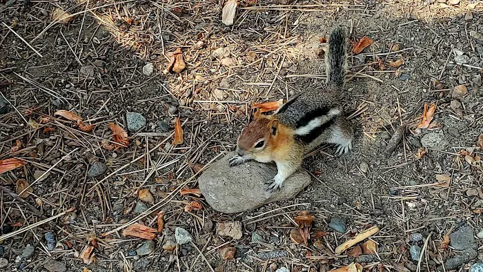 Robinson Creek South Campground Picture 4